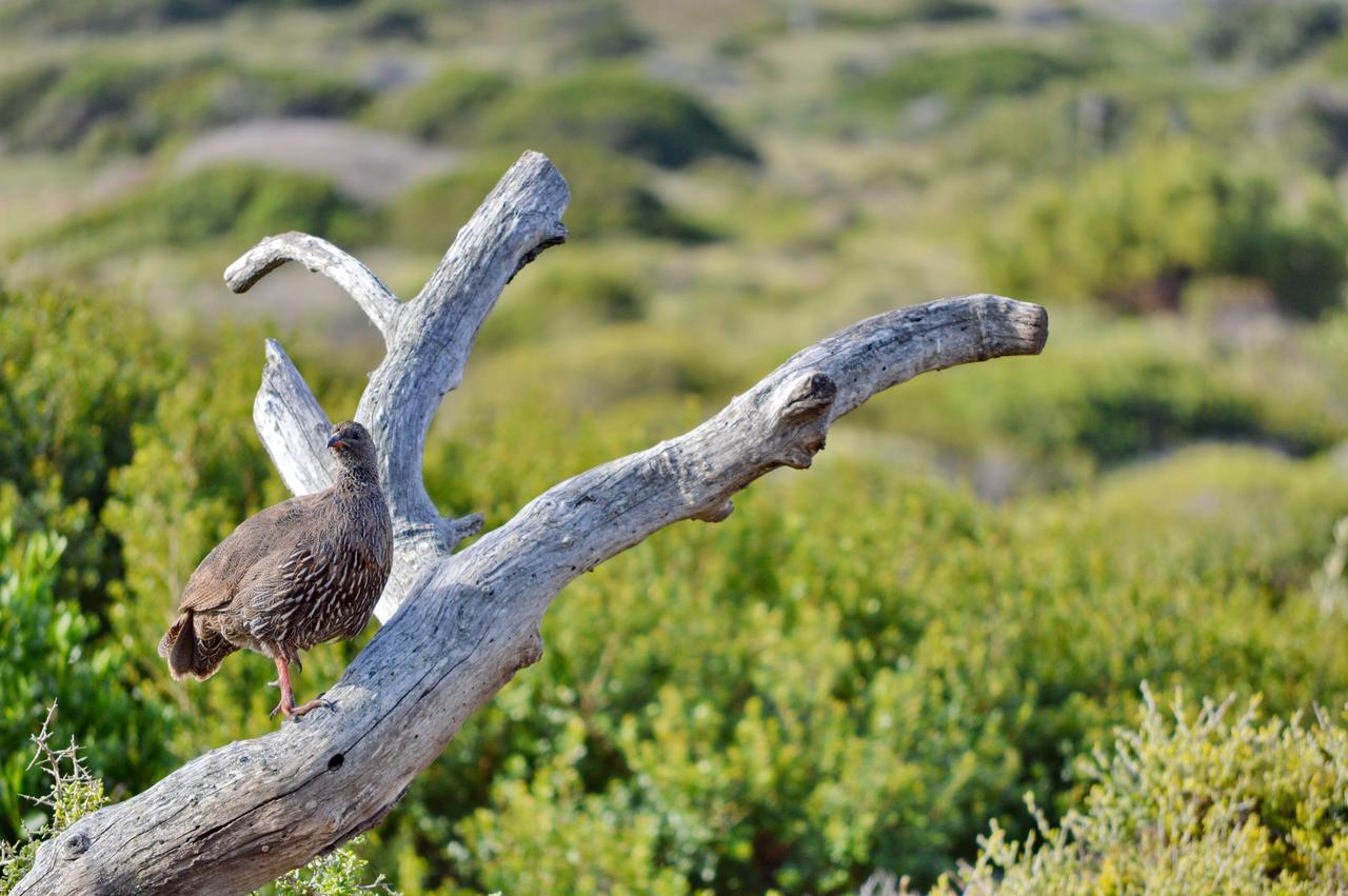 Gouritzmond Gourikwa Nature Reserve מראה חיצוני תמונה